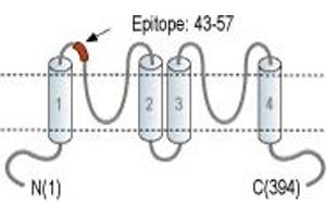 Representative domain view of the target of ABIN7885244.