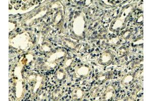 ABIN2560347 (4µg/ml) staining of paraffin embedded Human Kidney.