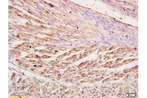 Formalin-fixed and paraffin embedded mouse embryonic muscle labeled with Anti-NLRX1 Polyclonal Antibody, Unconjugated (ABIN1385925) at 1:200 followed by conjugation to the secondary antibody and DAB staining (NLRX1 antibody  (AA 111-210))