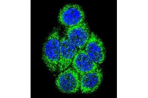 Immunofluorescence (IF) image for anti-Cytochrome P450, Family 3, Subfamily A, Polypeptide 4 (CYP3A4) (AA 242-270) antibody (ABIN652422)