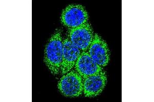Confocal immunofluorescent analysis of CYP3A43 Antibody (Center) (ABIN652422 and ABIN2842088) with 293 cell followed by Alexa Fluor 488-conjugated goat anti-rabbit lgG (green). (CYP3A4 antibody  (AA 242-270))