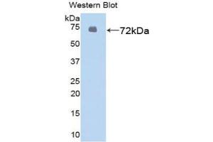 Western blot analysis of the recombinant protein. (HSPA1L antibody  (AA 1-641))