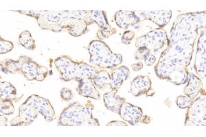 Detection of GH in Human Placenta Tissue using Polyclonal Antibody to Growth Hormone (GH) (Growth Hormone 1 antibody  (AA 28-217))