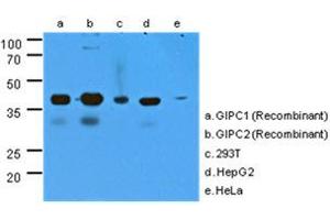 Image no. 1 for anti-GIPC PDZ Domain Containing Family, Member 2 (GIPC2) (AA 1-315), (N-Term) antibody (ABIN1107363)