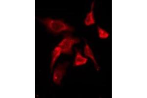 ABIN6276200 staining HepG2 by IF/ICC. (P2RY11 antibody  (C-Term))