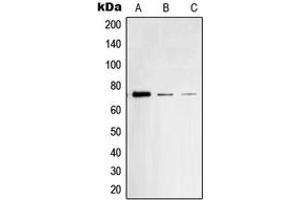 Western blot analysis of SYK (pY348) expression in Raji (A), THP1 (B), mouse spleen (C) whole cell lysates. (SYK antibody  (pTyr348))