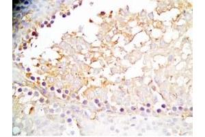 Rat testis tissue was stained by Rabbit Anti-INSL6 C Peptide (Human) Antibody (INSL6 antibody  (Preproprotein))