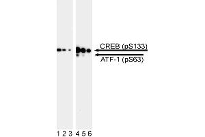 Western blot analysis of CREB (pS133) / ATF-1 (pS63). (CREB and ATF-1 (pSer133) antibody)