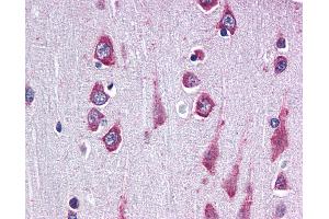 Anti-RAPSN / RAPSYN antibody IHC of human brain, cortex. (RAPSN antibody  (AA 399-412))