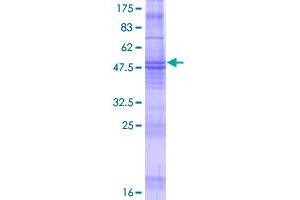 Membrane-Spanning 4-Domains, Subfamily A, Member 8 (MS4A8) (AA 1-250) protein (GST tag)