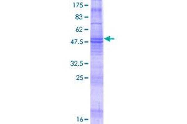 Membrane-Spanning 4-Domains, Subfamily A, Member 8 (MS4A8) (AA 1-250) protein (GST tag)