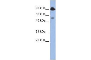 WB Suggested Anti-BCL2L13  Antibody Titration: 0. (BCL2L13 antibody  (Middle Region))