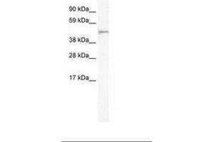 Image no. 1 for anti-Forkhead Box I1 (FOXI1) (AA 20-69) antibody (ABIN305989) (FOXI1 antibody  (AA 20-69))