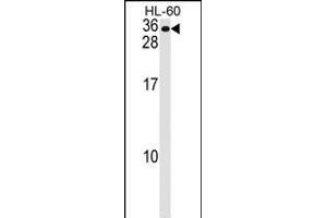 MS4A7 Antibody (Center) (ABIN1537837 and ABIN2848607) western blot analysis in HL-60 cell line lysates (35 μg/lane). (MS4A7 antibody  (AA 137-164))
