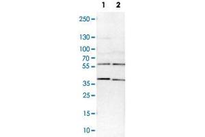 Western Blot analysis of Lane 1: NIH-3T3 cell lysate (mouse embryonic fibroblast cells) and Lane 2: NBT-II cell lysate (Wistar rat bladder tumor cells) with SMARCE1 polyclonal antibody . (SMARCE1 antibody)