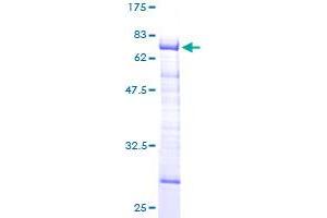 STBD1 Protein (AA 1-358) (GST tag)