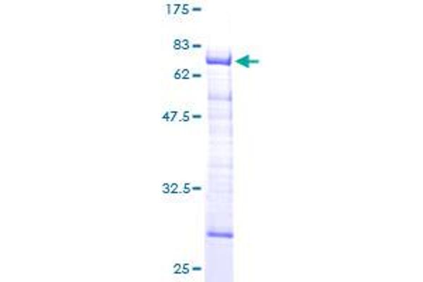 STBD1 Protein (AA 1-358) (GST tag)
