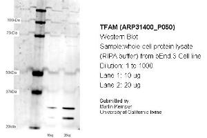 Western Blotting (WB) image for anti-Transcription Factor A, Mitochondrial (TFAM) (N-Term) antibody (ABIN2777277) (TFAM antibody  (N-Term))