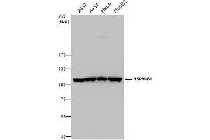 Western Blotting (WB) image for anti-Heat Shock Protein 90kDa beta (Grp94), Member 1 (HSP90B1) (C-Term) antibody (ABIN2855586)