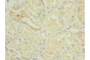Immunohistochemistry of paraffin-embedded human kidney tissue using ABIN7154838 at dilution of 1:100