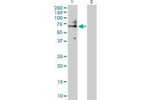 Western Blot analysis of CD19 expression in transfected 293T cell line by CD19 MaxPab polyclonal antibody. (CD19 antibody  (AA 1-556))