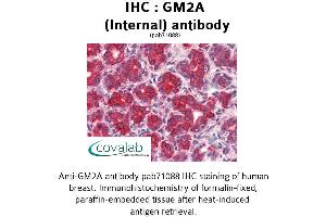 Image no. 1 for anti-GM2 Ganglioside Activator (GM2A) (Internal Region) antibody (ABIN1734834) (GM2A antibody  (Internal Region))