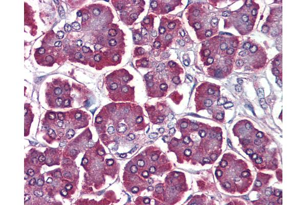 PDCD5 antibody  (C-Term)