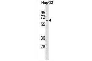 MFSD4 Antibody (Center) (ABIN1881541 and ABIN2838615) western blot analysis in HepG2 cell line lysates (35 μg/lane). (MFSD4 antibody  (AA 262-290))