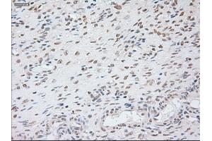 Immunohistochemical staining of paraffin-embedded colon tissue using anti-GAD1mouse monoclonal antibody. (GAD antibody)
