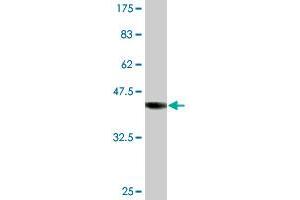 Western Blot detection against Immunogen (43. (MPHOSPH6 antibody  (AA 1-160))