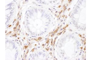 Immunohistochemistry (IHC) image for anti-Intercellular Adhesion Molecule 3 (ICAM3) (AA 497-547) antibody (ABIN7455023) (ICAM-3/CD50 antibody  (AA 497-547))