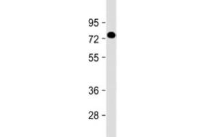 Western blot testing of human placenta lysate with PGLYRP2 antibody at 1:2000. (PGLYRP2 antibody  (AA 75-107))