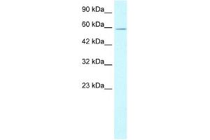 XRCC5 antibody used at 1. (XRCC5 antibody)