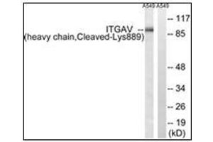 Western blot analysis of extracts from A549 cells, treated with etoposide 25uM 1h, using ITGAV (heavy chain,Cleaved-Lys889) Antibody.