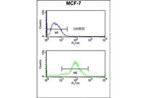Flow cytometry analysis of MCF-7 cells using MOB2 / HCCA2 Antibody (N-term) Cat. (MOB2 antibody  (N-Term))