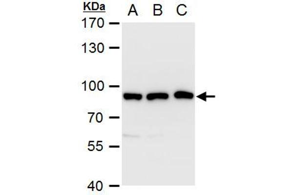 VPS35 antibody  (C-Term)