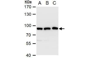 WB Image VPS35 antibody [C3], C-term detects VPS35 protein by western blot analysis.