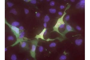 Transfected cell immunofluorescence: COS cells expressing Myc-tagged human DNMT3L.