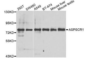 Western blot analysis of extracts of various cell lines, using ASPSCR1 antibody. (ASPSCR1 antibody  (AA 284-553))