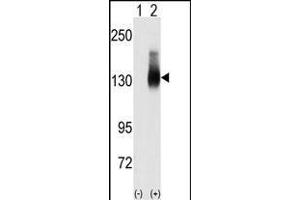 Western blot analysis of Jag2 (arrow) using JAG2 Antibody (C-term) (ABIN390090 and ABIN2840607). (JAG2 antibody  (C-Term))