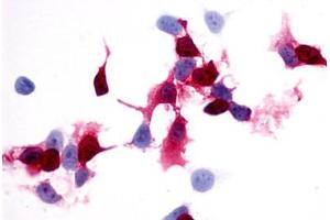 Image no. 1 for anti-Prostaglandin E Receptor 4 (Subtype EP4) (PTGER4) (Extracellular Domain) antibody (ABIN1049257) (PTGER4 antibody  (Extracellular Domain))