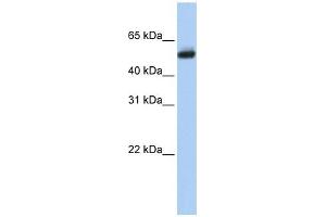 CYP4B1 antibody used at 1 ug/ml to detect target protein. (CYP4B1 antibody  (N-Term))