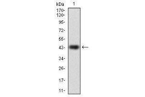 Image no. 1 for anti-RAP1A, Member of RAS Oncogene Family (RAP1A) antibody (ABIN1500594) (RAP1A antibody)