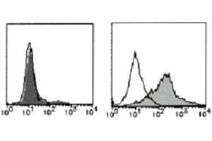 Flow Cytometry (FACS) image for anti-Tumor Necrosis Factor Receptor Superfamily, Member 13C (TNFRSF13C) antibody (FITC) (ABIN2853608) (TNFRSF13C antibody  (FITC))