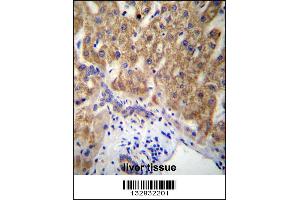 MUC15 Antibody immunohistochemistry analysis in formalin fixed and paraffin embedded human liver tissue followed by peroxidase conjugation of the secondary antibody and DAB staining.