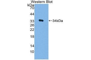 Western Blotting (WB) image for anti-V-Myb Myeloblastosis Viral Oncogene Homolog (Avian) (MYB) (AA 35-291) antibody (ABIN2118955)