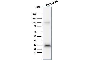 Western Blot Analysis of COLO38 cell lysate using Melan-A MAb (M2-9E3). (MLANA antibody)