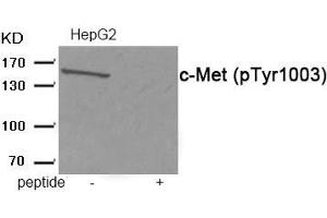 Western blot analysis of extracts from HepG2 tissue using c-Met (Phospho-Tyr1003) antibody. (c-MET antibody  (pTyr1003))