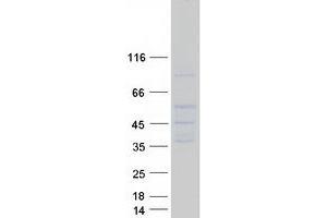 Validation with Western Blot (SLC14A1 Protein (Transcript Variant 2) (Myc-DYKDDDDK Tag))