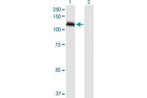 Western Blot analysis of TUBGCP5 expression in transfected 293T cell line by TUBGCP5 MaxPab polyclonal antibody. (TUBGCP5 antibody  (AA 1-1024))